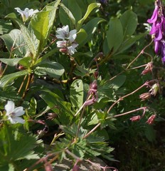 Geranium krylovii