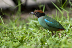 Pitta sordida cucullata