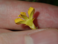 Goodenia paniculata