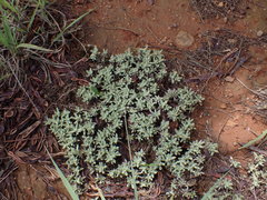 Helichrysum cerastioides
