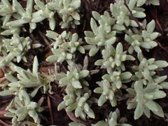 Helichrysum cerastioides