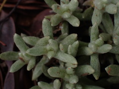 Helichrysum cerastioides