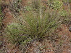Aristida junciformis