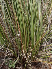 Aristida junciformis