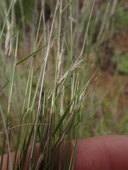Aristida junciformis