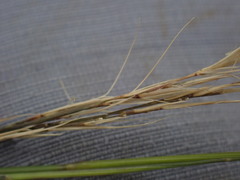 Aristida junciformis