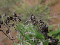 Helichrysum krebsianum