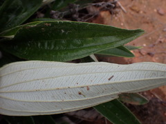 Helichrysum krebsianum
