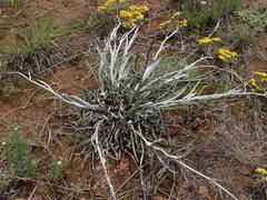 Helichrysum nudifolium nudifolium