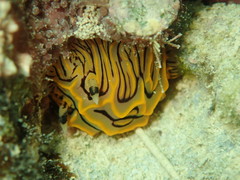 Halgerda willeyi