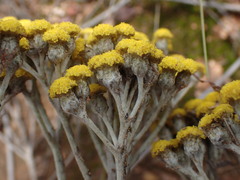Helichrysum nudifolium nudifolium