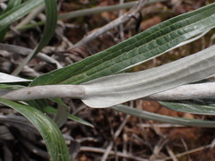 Helichrysum nudifolium nudifolium