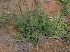 Campuloclinium macrocephalum