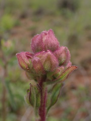 Campuloclinium macrocephalum