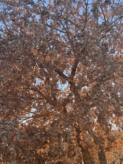 Populus deltoides wislizenii