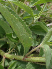 Campuloclinium macrocephalum