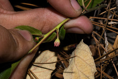 Rhamnus rosei