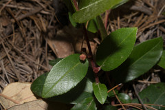 Rhamnus rosei