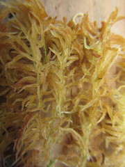 Sphagnum balticum