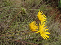 Berkheya speciosa