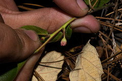 Rhamnus rosei