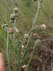 Senecio erubescens
