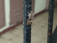 Polymixis trisignata