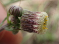 Senecio erubescens