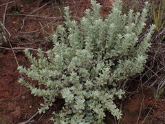 Helichrysum callicomum