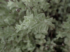 Helichrysum callicomum