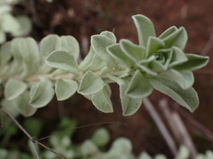 Helichrysum callicomum