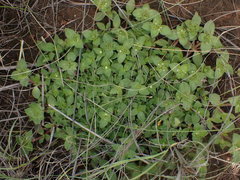 Richardia brasiliensis