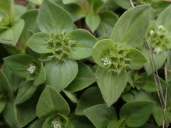 Richardia brasiliensis