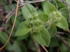 Richardia brasiliensis