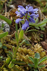 Polygala amara