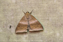 Bastilla absentimacula