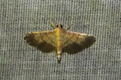 Orphanostigma