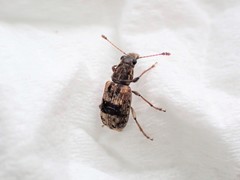 Cacephatus huttoni