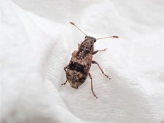 Cacephatus huttoni