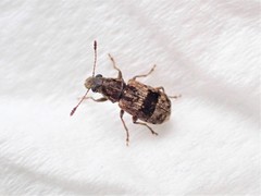 Cacephatus huttoni