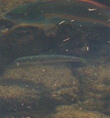 Mulloidichthys flavolineatus