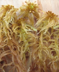 Sphagnum balticum