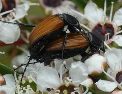 Phyllotocus rufipennis