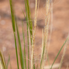 Austrostipa nitida