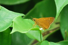 Polytremis lubricans