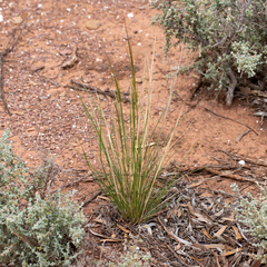 Austrostipa nitida