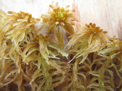 Sphagnum balticum