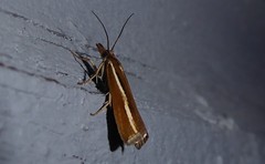 Orocrambus melitastes