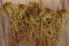 Sphagnum balticum