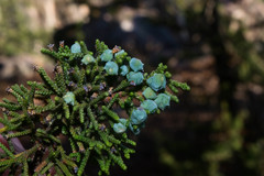 Juniperus durangensis